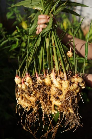 How to Grow Many Ginger Plants from One Ginger | Ginger Propagation