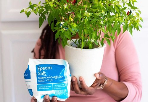 Use Epsom Salt for Any Houseplant
