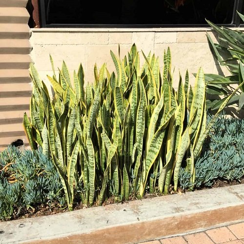 The Greatest Plants for Curb Appeal 5