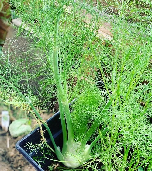Herbs that Like Full Sun in garden 