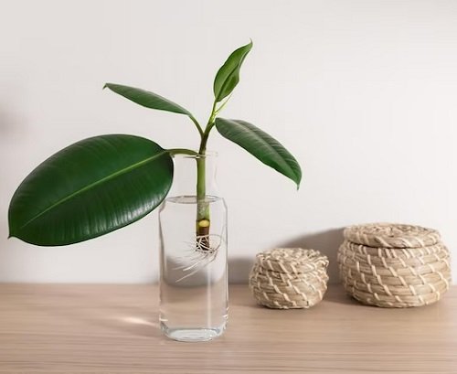 Vase-Gardenable Indoor Plants6