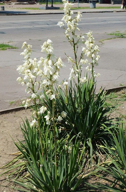 Best Types of Plant Varieties for Yucca