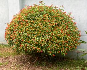 Does Firebush Attract Hummingbirds to the Garden?