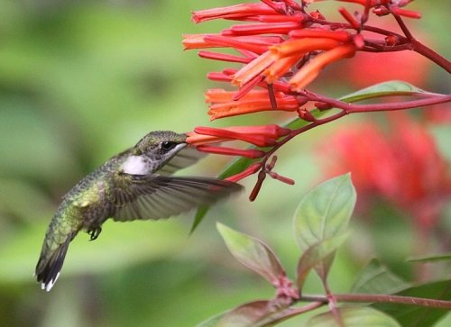 Does Firebush Attract Hummingbirds 