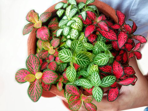 nerve Plants that Look Like a Work of Art