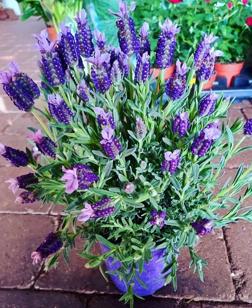 Lavender a Perennial or Annual 4