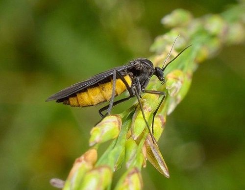 Types of Fungus Gnats