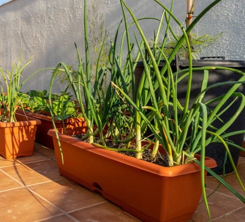 Container Vegetable Gardening 20