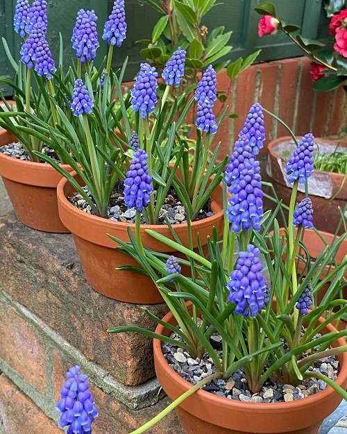 beautiful Blue and Purple Flowers
