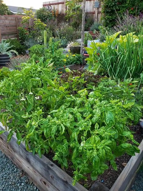 Vegetables You Should Never Plant Together and Why 42