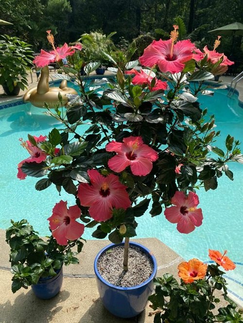 How to Keep Hibiscus Blooming 4
