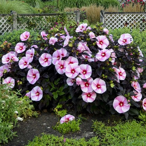 How to Keep Hibiscus Blooming