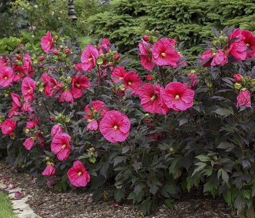 How to Keep Hibiscus Blooming 2