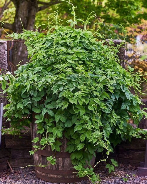 Best Herbs To Grow in Florida 26