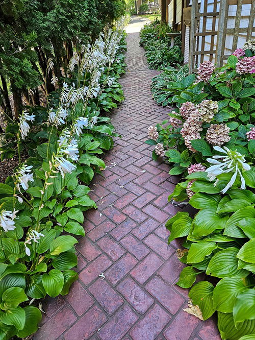 top Stunning Plants For Walkways 