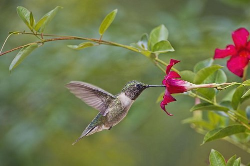 Do Hummingbirds Like Mandevilla