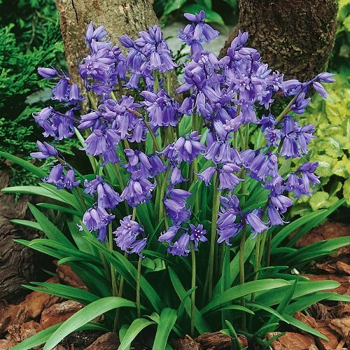 Stunning Blue and Purple Flowers 1