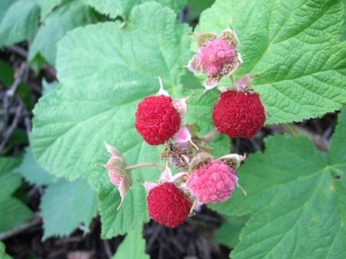 Types of Wild Berries to grow