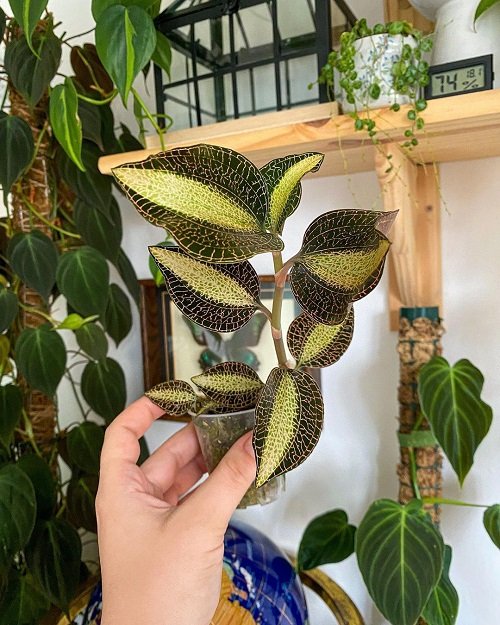 jewel orchids Plants that Look Like a Work of Art