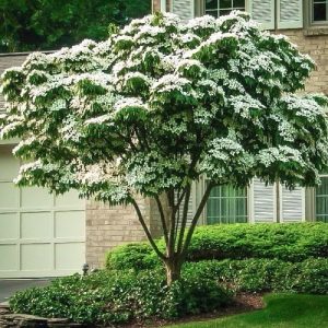 26 Different Types of Dogwood Tree Varieties