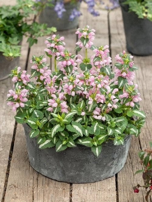 Outdoor Plants That Grow Without Sunlight 2
