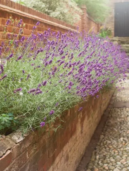 Is Lavender a Perennial or Annual | 12 Best Perennial Lavender Varieties
