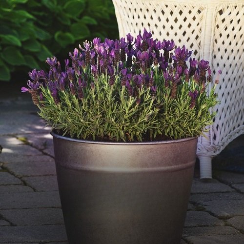 Lavender a Perennial or Annual 2
