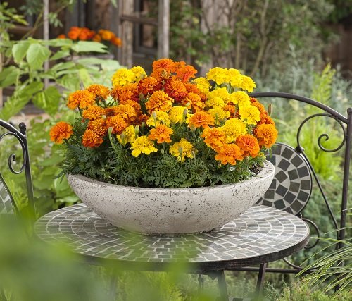What Colors Do Marigolds Come In? Find Out! 5
