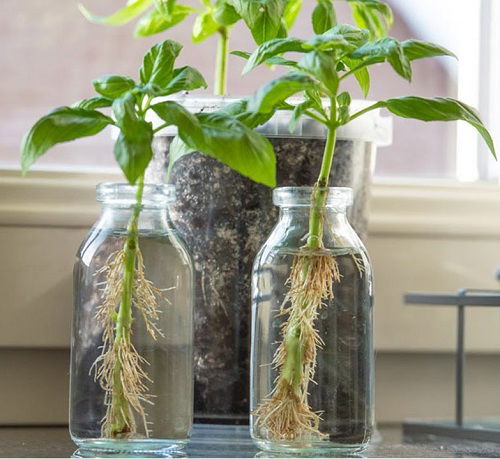 Indoor Plants that Grow in Water