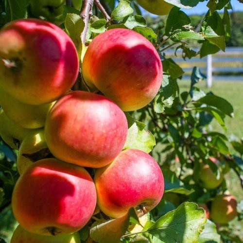 Sweet Apple Varieties 41