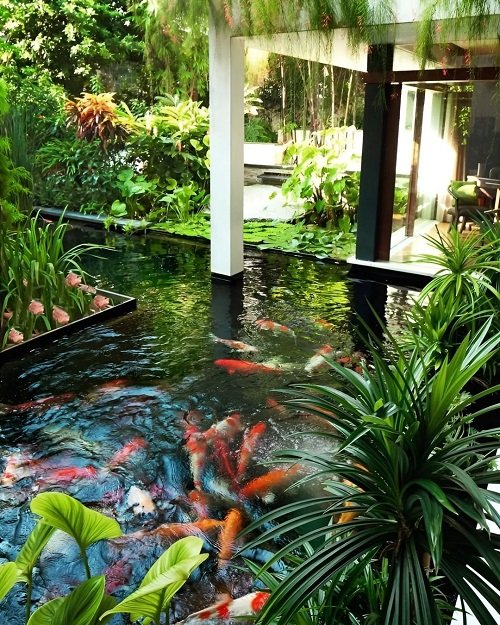 25 Best Plants For A Koi Pond That You Must Grow