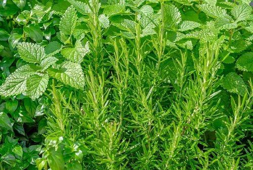 Rosemary Companion Plants mint
