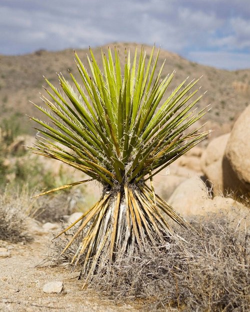 Types of Yucca  Plant Varieties For Rock Garden