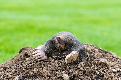 How to Get Rid Of Ground Moles with Vinegar