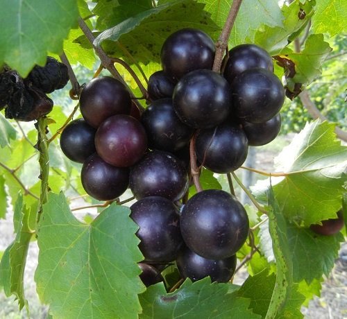 Types of Wild Berries to grow