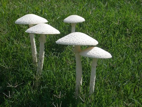 Most Toxic Mushrooms 13