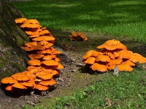 Most Toxic Mushrooms 15