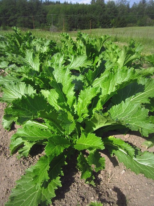 Bad Companion Plants for Watermelons mustard green