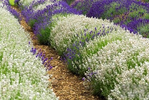 Is Lavender a Perennial or Annual 15