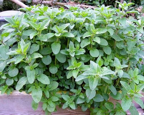 oregano Rosemary Companion Plants