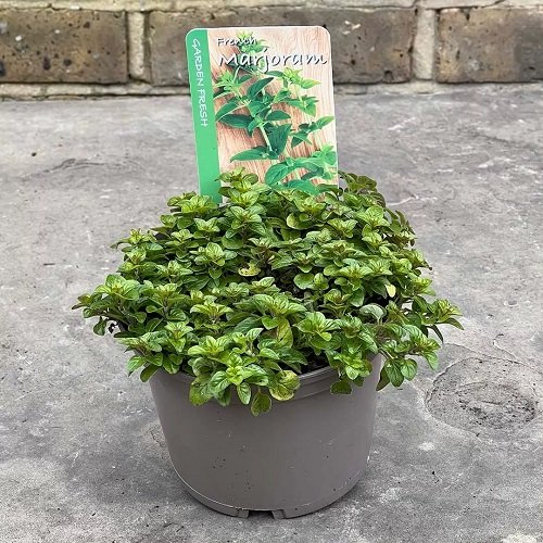 Rosemary Companion Plants 5