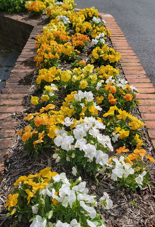 Beautiful Plants for Pathways 