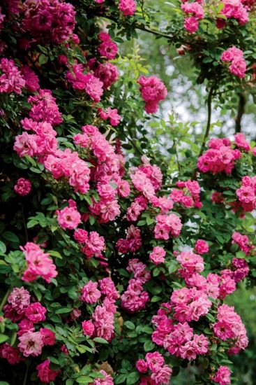 Peggy Martin Climbing Rose Care and Growing Information