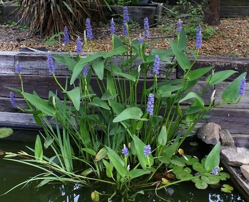 Plants for a Koi Pond