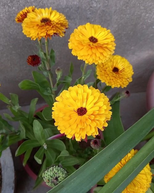 Flowers that Look Like Marigolds