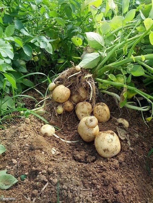12 DIY Potato Pots to Grow Potatoes Without Digging 1