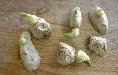How to Grow Many Ginger Plants from One Ginger 2