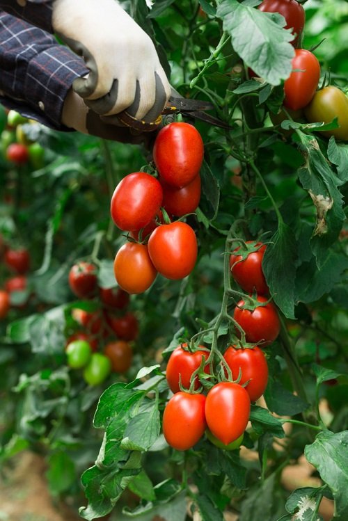 Tomato Plant Pruning for a Bumper Harvest