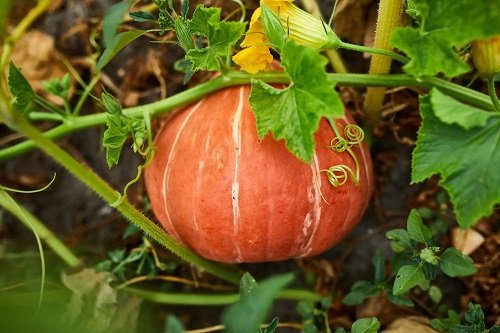 Bad Companion Plants for Watermelons pumpkin