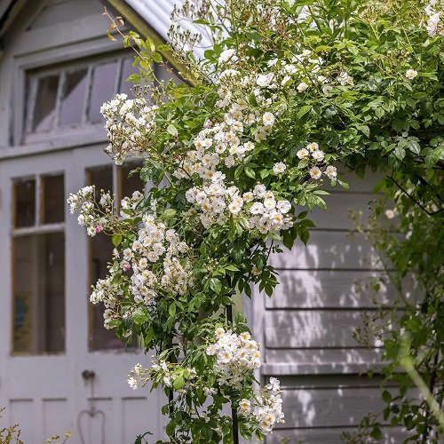 42 Best White Garden Roses Varieties 16